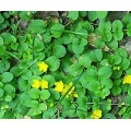 Вербейник (Lysimachia) монетчатый