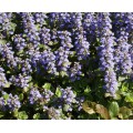 Живучка (Ajuga) 