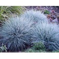 Овсяница (Festuca) 