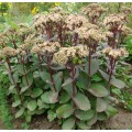 Очиток ( Sedum)  Iceberd