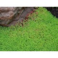 Очиток ( Sedum)  едкий