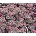 Очиток ( Sedum)  Ewersii