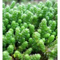 Очиток ( Sedum)  пузырчатый