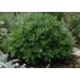 Очиток ( Sedum)  Spectabile
