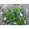 Фиалка ( Viola ) odorata