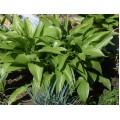 Хоста ( Hosta) остролистная