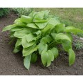 Хоста ( Hosta) подорожниковая 