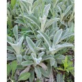 Чистец (Stachys ) Византийский