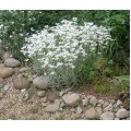 Ясколка (Cerastium) 
