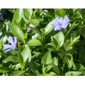 Барвинок ( Vinca)