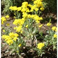 Алиссум  (Alyssum) 15 см