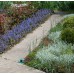 Живучка (Ajuga) 