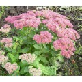 Очиток ( Sedum)  Spectabile