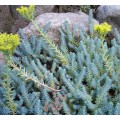 Очиток ( Sedum)  вечнозеленый