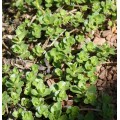Очиток ( Sedum)  Ewersii