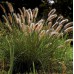 Пеннисетум ( Pennisetum)
