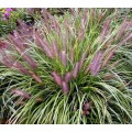 Пеннисетум ( Pennisetum)