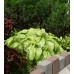 Хоста ( Hosta) подорожниковая 