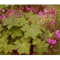 Герань садовая ( Geranium )