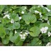 Фиалка ( Viola ) odorata