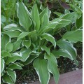 Хоста ( Hosta) Aureomarginata