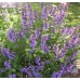 Шалфей ( Salvia)