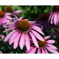 Эхинацея (Echinacea)