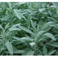 Шалфей ( Salvia)