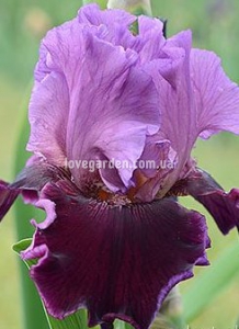 Italian Velvet (Keppel 2006)