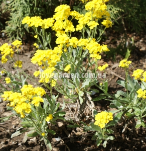 Алиссум  (Alyssum) 15 см