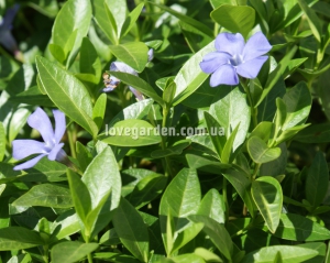 Барвинок ( Vinca)