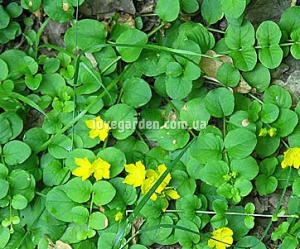 Вербейник (Lysimachia) монетчатый