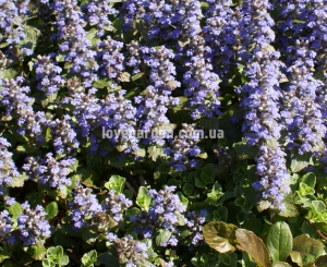 Живучка (Ajuga) 