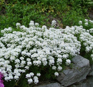 Иберис (Iberis)