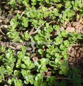 Очиток ( Sedum)  Ewersii