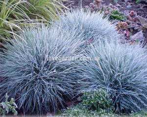 Овсяница (Festuca) 
