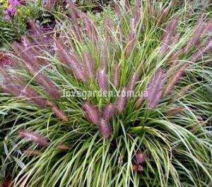 Пеннисетум ( Pennisetum)