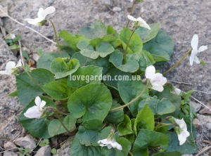 Фиалка ( Viola ) odorata