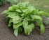 Хоста ( Hosta) подорожниковая 