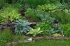 Хоста ( Hosta) Aureomarginata