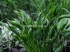 Хоста ( Hosta) остролистная