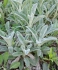 Чистец (Stachys ) Византийский