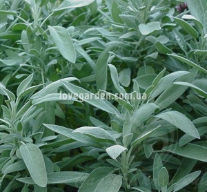 Шалфей ( Salvia)