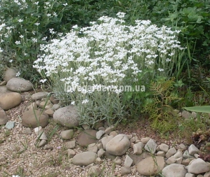 Ясколка (Cerastium) 