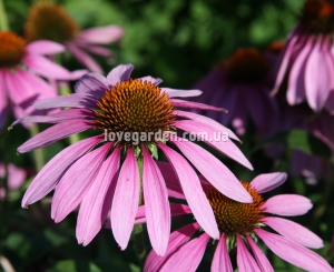 Эхинацея (Echinacea)